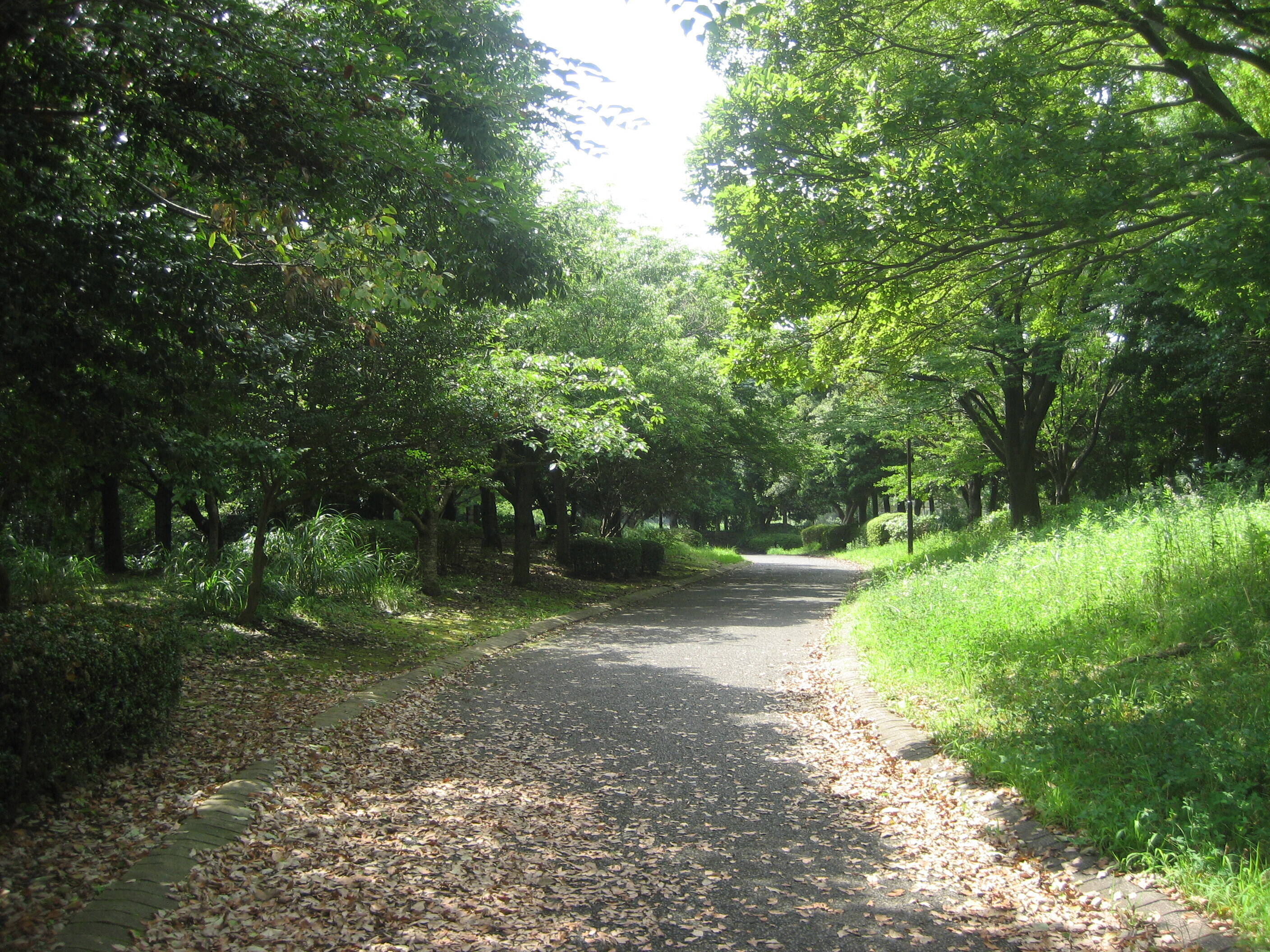 長浜公園から見える夏色の風景の写真
