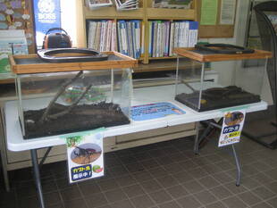 長浜公園『夏のカブトムシ展示』始めました！