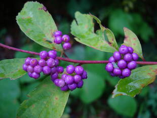 秋には実を結びます！