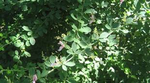 秋の七草「萩」を鑑賞する