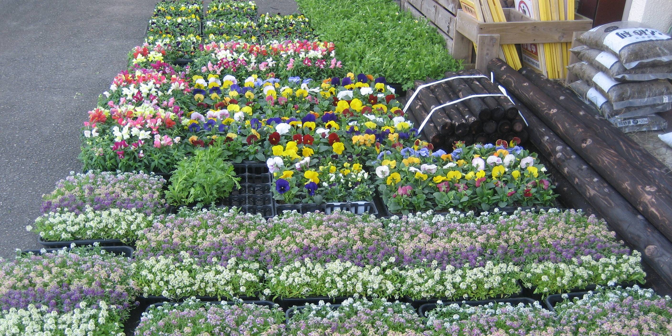 長浜公園の植栽活動(花育)についての写真