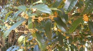 キンモクセイの季節到来！