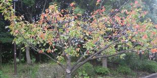 長浜公園への秋の足音