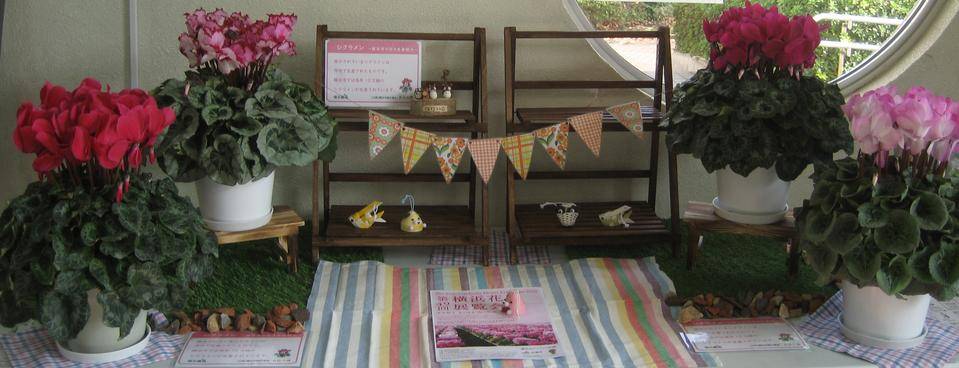 冬を迎える準備ができた花々たちの写真