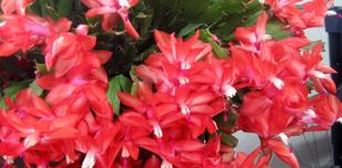 「シャコバサボテン」を見に来ませんか？