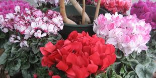 シクラメンがいっぱい！