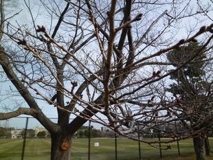 【予告】2021年3月1日よりサクラの開花情報を発信します