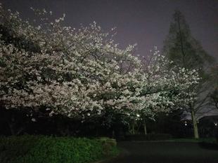 長浜公園サクラ開花情報【3月27日】の状況『番外編:夜桜』