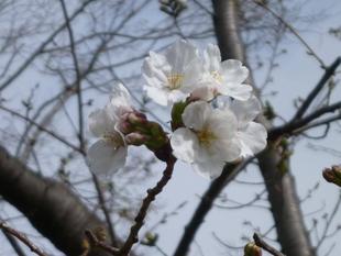 長浜公園サクラ開花情報【3月20日】の状況