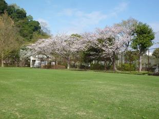 長浜公園サクラ開花情報【3月29日】の状況(散り始め)