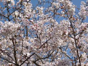 長浜公園サクラ開花情報【3月27日】の状況(満開)