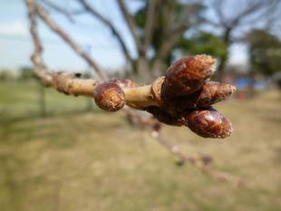 長浜公園サクラ開花情報【3月1日】の状況