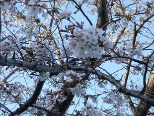 長浜公園サクラ開花情報【3月23日】の状況(三分咲き)
