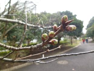 長浜公園サクラ開花情報【3月6日】の状況