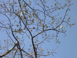 長浜公園サクラ開花情報【3月17日】の状況(開花)