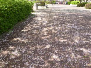 長浜公園サクラ開花情報【3月31日】の状況
