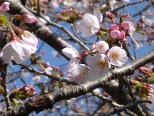 長浜公園サクラ開花情報【3月24日】の状況(五分咲き)