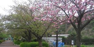 サクラから春の花々への移ろい