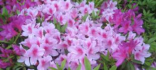 もうすぐ春真っ盛り！