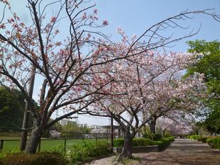 長浜公園サクラ開花情報【4月1日】の状況