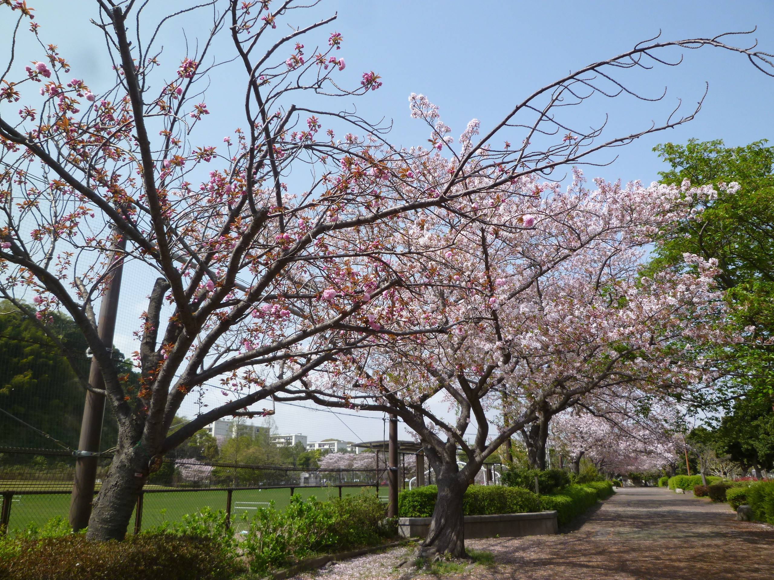 長浜公園サクラ開花情報【4月1日】の状況の写真
