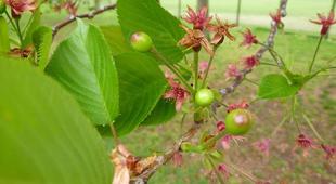 長浜公園サクラ開花情報【4月5日】の状況（葉桜）