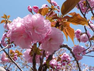 長浜公園サクラ開花情報【4月3日】の状況（葉桜）