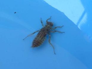 5月25日『ヤゴ救出大作戦2021』を実施しました♪