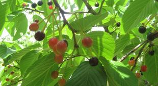 長浜公園から実になる話！