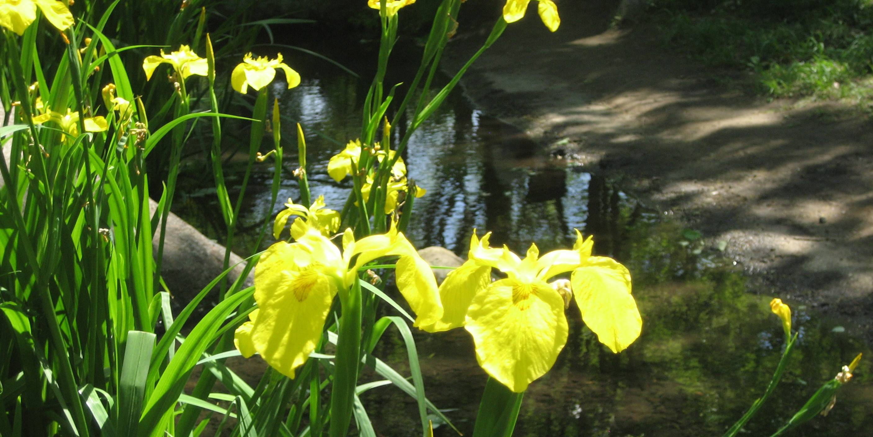5月の日差しを浴びる親水広場の花たちの写真