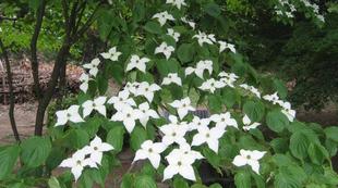 春の白い花の移ろい