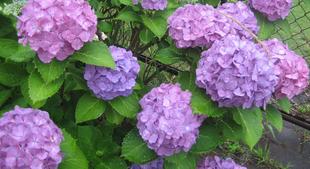 長浜公園アジサイの季節到来