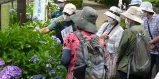 第2回植物観察ツアー（アジサイ他）の開催！