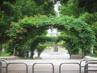 第3回植物観察ツアー開催！！（サルスベリ他）