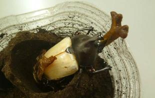 【カブトムシ展示】はじめました♪