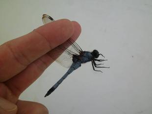 「第３回トンボとり大作戦」開催！