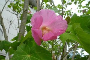 真夏を迎えた長浜公園木々の便り