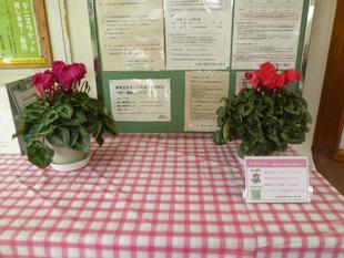 シクラメンのかほり☆