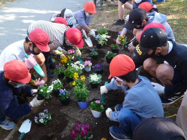 近隣の小学校と秋冬の花苗を花壇に植えました♪の写真