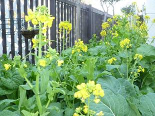 菜の花　春待ち苗　花壇とモグラについて