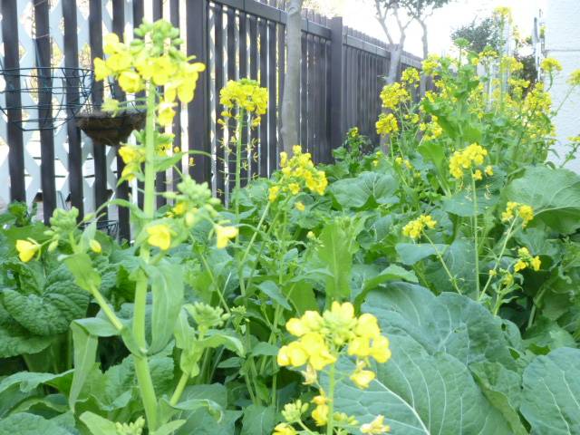 菜の花 春待ち苗 花壇とモグラについての写真