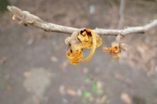 春が待ち遠しいですね♪
