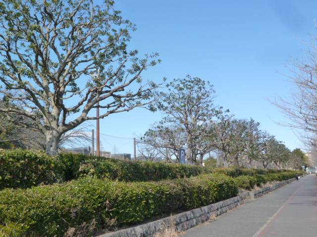 常緑樹の剪定の写真