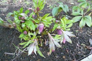 早春のクリスマスローズ