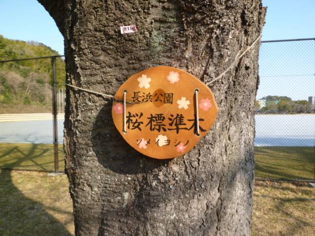 【予告】2022年3月1日よりサクラの開花情報を発信しますの写真