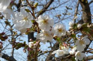 【サクラ開花情報】2022年3月25日　ようやく開花です♪