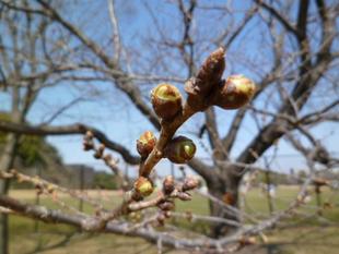 【サクラ開花情報】2022年3月12日 今日は暖かいけれど、まだつぼみです。
