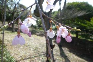 『サクラ開花情報』2022年3月20日　シダレザクラが開花しました♪