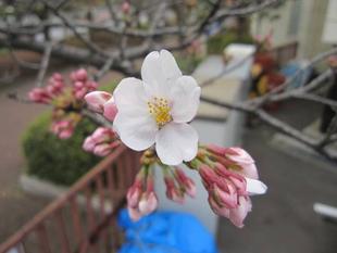 【サクラ開花情報】2022年３月21日　まだかなまだかな?