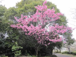 【サクラ開花情報】3月28日　ヨコハマヒザクラも満開♪